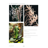 Aerangis - 2nd Edition