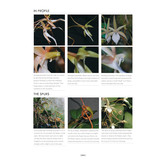 Aerangis - 2nd Edition