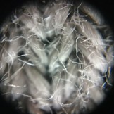 DIPLE Lux Smartphone Lens