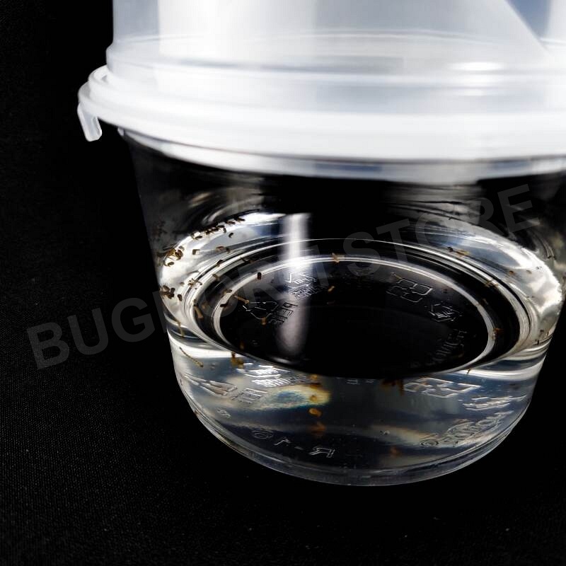 BD7005 Standard-Insektenzuchttopf (6er Pack)