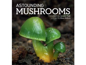 Astounding Mushrooms