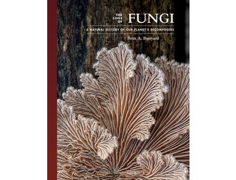 The Lives of Fungi