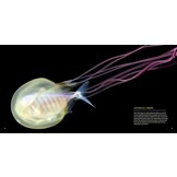 Planktonia: The Nightly Migration of the Ocean's Smallest Creatures