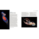 Planktonia: The Nightly Migration of the Ocean's Smallest Creatures