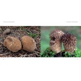 Astounding Mushrooms