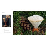 Astounding Mushrooms
