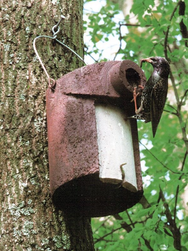 Schwegler Nest Box 3SV with integrated predator protection