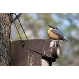 Schwegler Nest Box 3SV with integrated predator protection