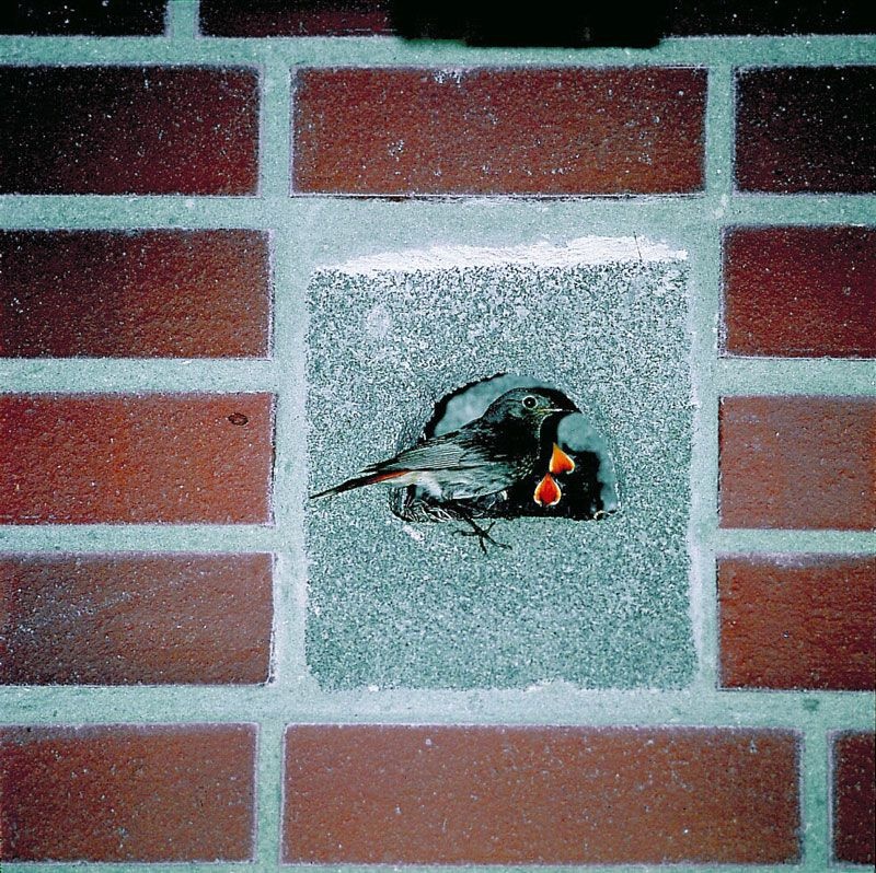 Schwegler Brick Box Type 26