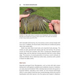 The Green Woodpecker - The Natural and Cultural History of Picus viridis