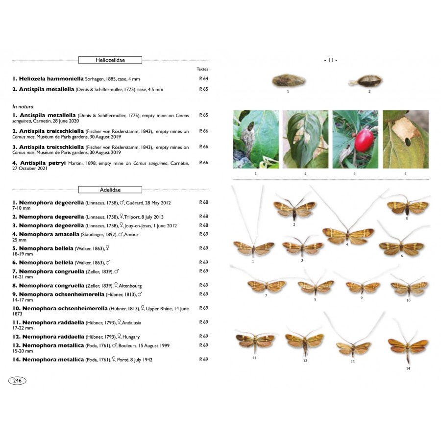 Moths of Europe, Volume 7: Microlepidoptera 1