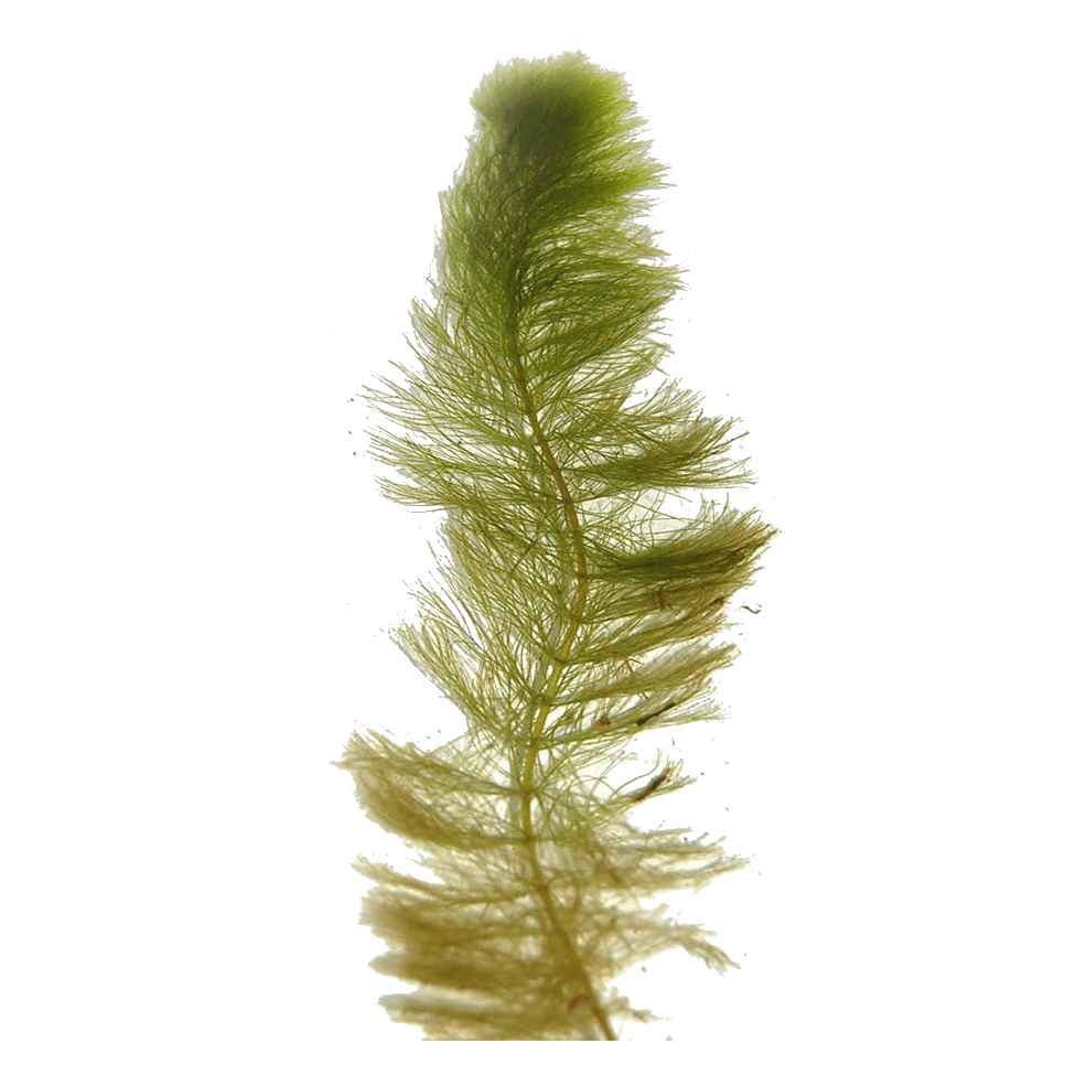 Myriophyllum heterophyllum eDNA qPCR-Nachweiskit
