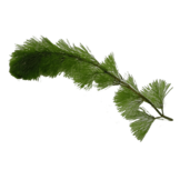 Cabomba eDNA qPCR Detection Kit