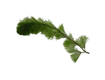 Cabomba eDNA qPCR-Nachweiskit