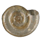 Anisus vorticulus eDNA qPCR-Nachweiskit