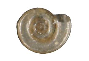 Anisus vorticulus eDNA qPCR Detection Kit