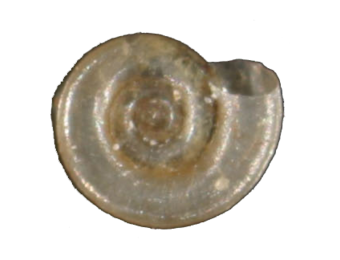 Anisus vorticulus eDNA qPCR-Nachweiskit