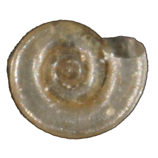 Anisus vorticulus eDNA qPCR-Nachweiskit