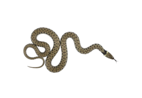 Natrix helvetica eDNA qPCR Detectiekit