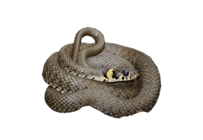 Natrix natrix eDNA qPCR Detection Kit