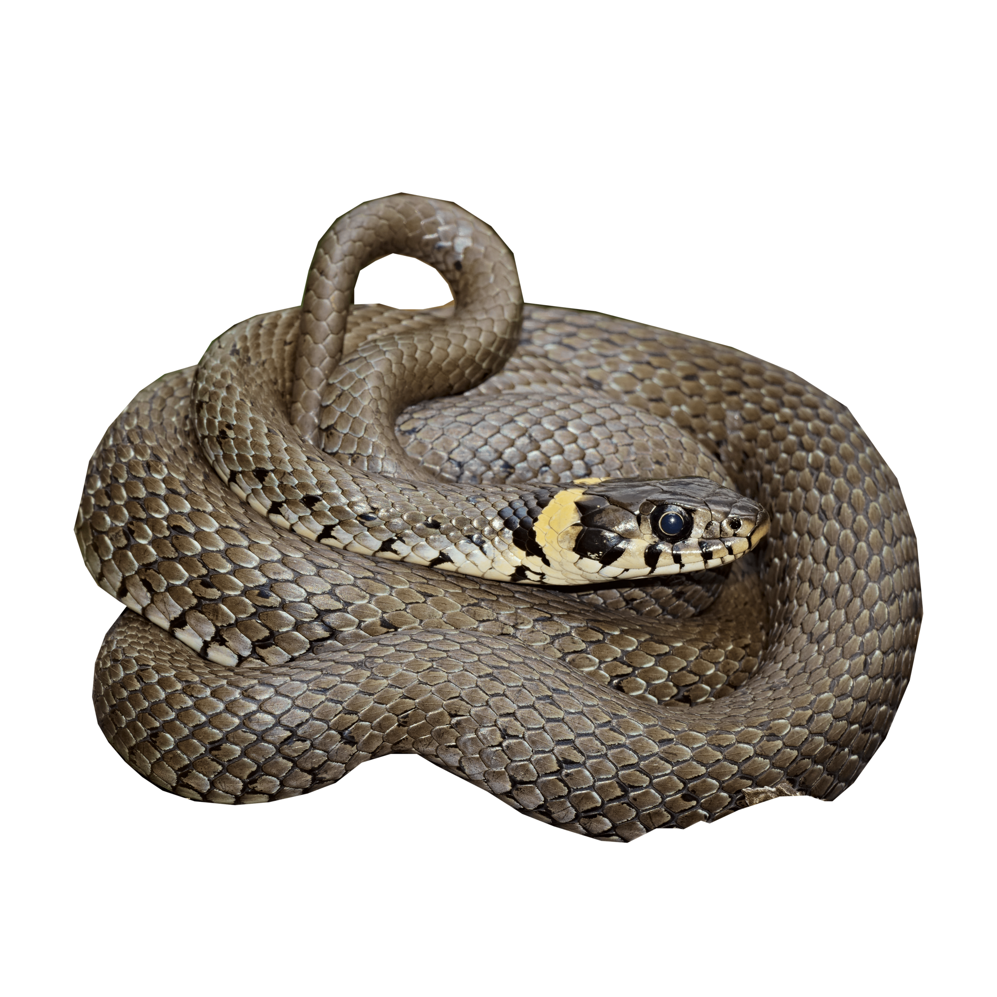 Natrix natrix eDNA qPCR-Nachweiskit