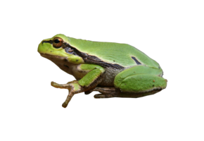 Hyla arborea eDNA qPCR Detectiekit