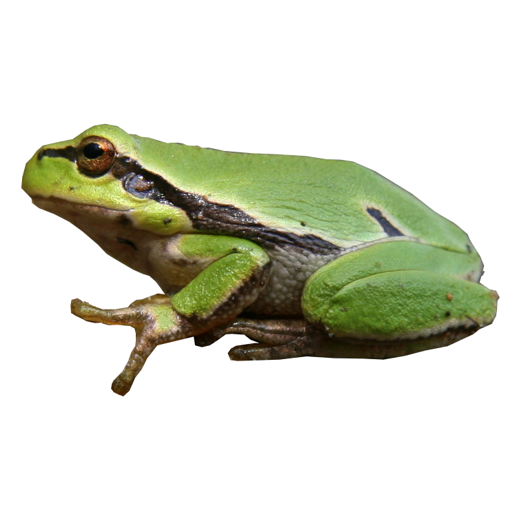 Hyla arborea eDNA qPCR-Nachweiskit