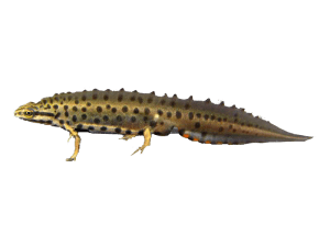 Lissotriton vulgaris eDNA qPCR-Nachweiskit