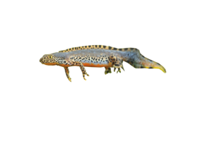 Ichthyosaura alpestris eDNA qPCR Detectiekit