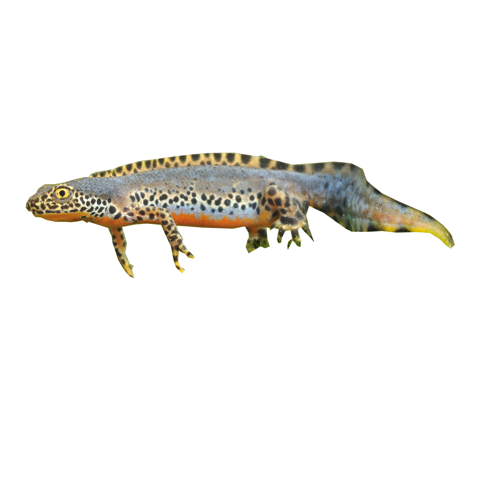 Ichthyosaura alpestris eDNA qPCR-Nachweiskit