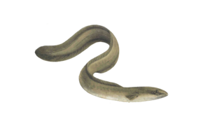 Anguilla anguilla eDNA qPCR Detection Kit