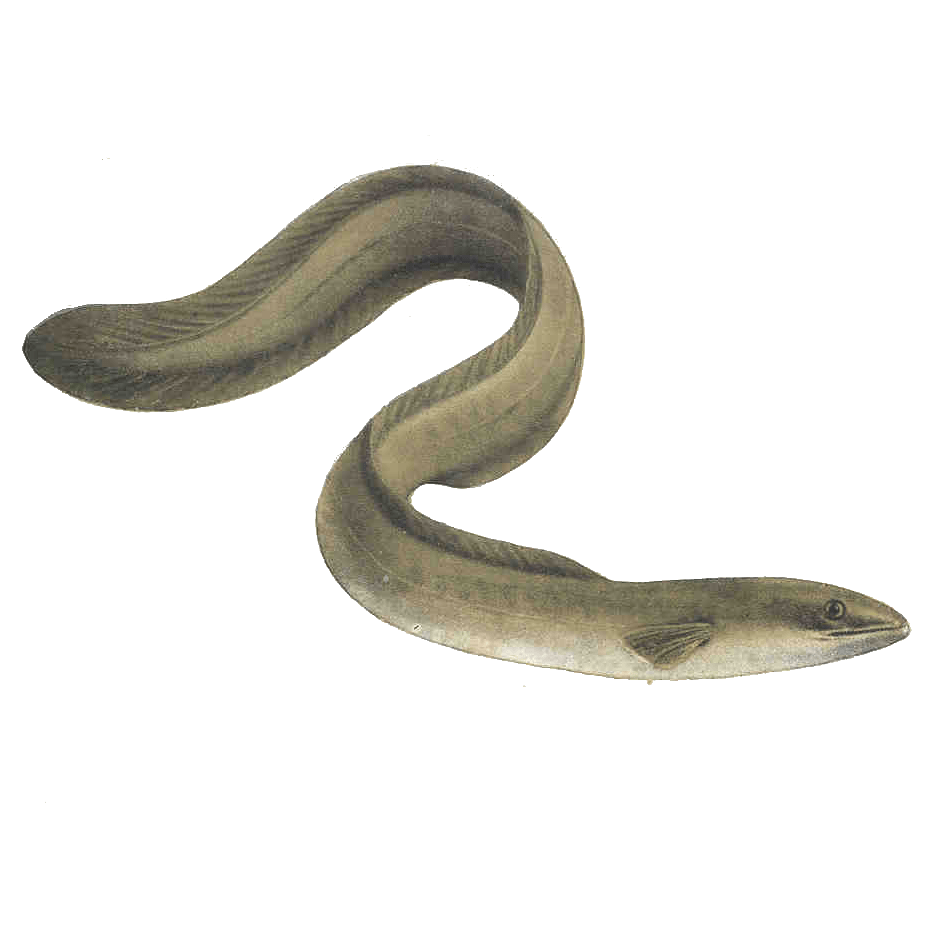 Anguilla anguilla eDNA qPCR Detectiekit