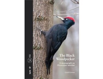The Black Woodpecker