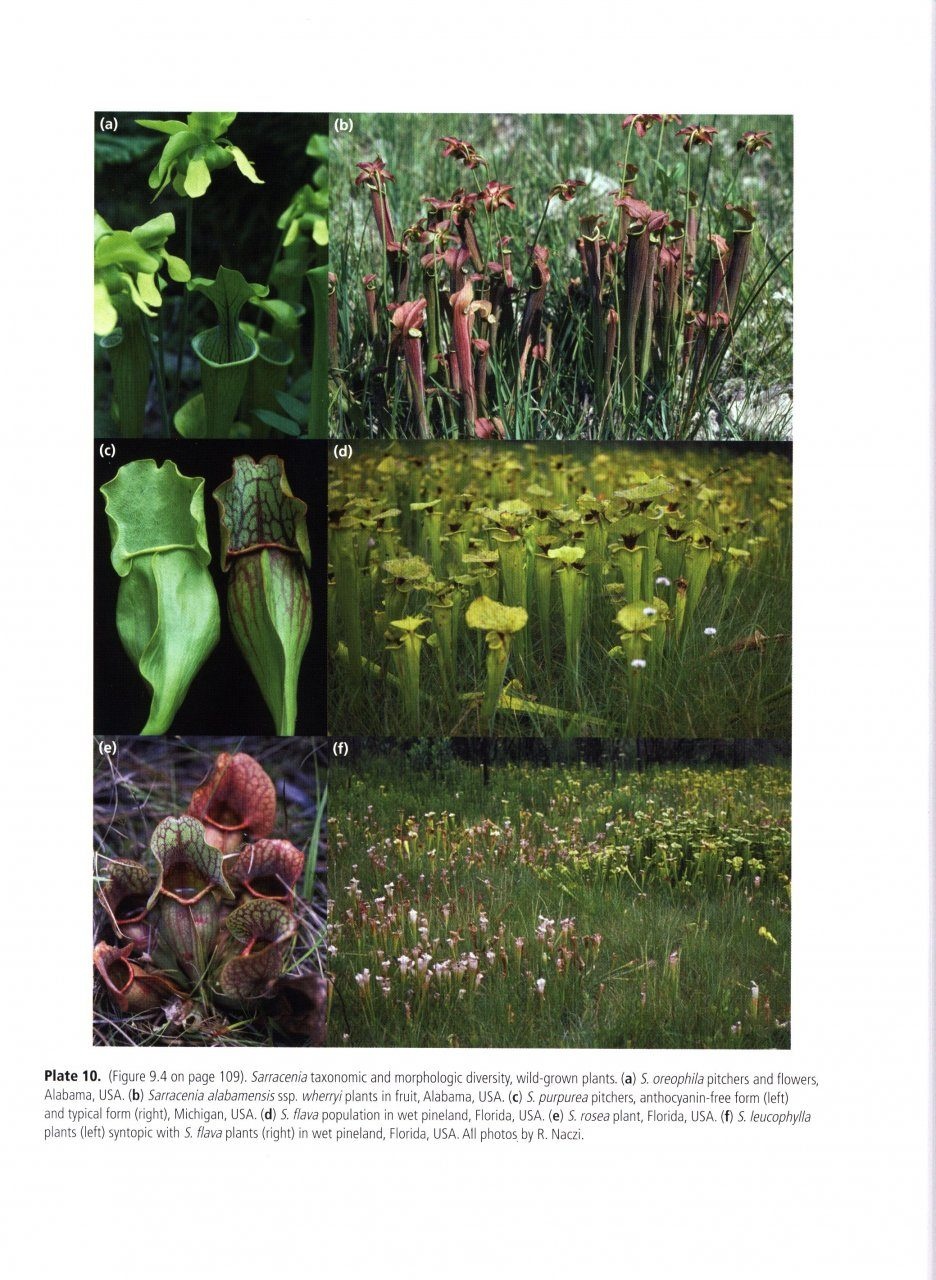 Carnivorous Plants