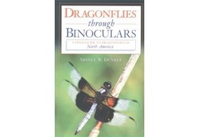 Dragonflies through Binoculars