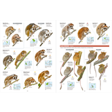 All the Mammals of the World