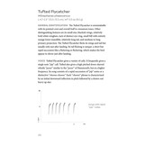 Field Guide to North American Flycatchers - Empidonax and Pewees