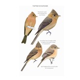 Field Guide to North American Flycatchers - Empidonax and Pewees