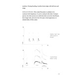 Field Guide to North American Flycatchers - Empidonax and Pewees