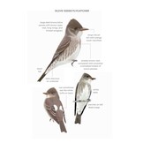 Field Guide to North American Flycatchers - Empidonax and Pewees