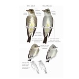 Field Guide to North American Flycatchers - Empidonax and Pewees