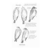 Field Guide to North American Flycatchers - Empidonax and Pewees