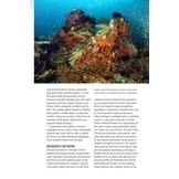Diving in Indonesia - The Ultimate Guide to the World's Best Dive Spots