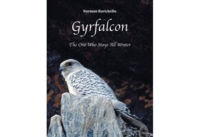 Gyrfalcon