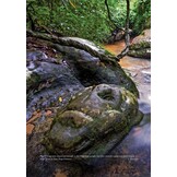 Amphibians of Cambodia - A Field Guide