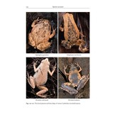 Amphibians of Cambodia - A Field Guide