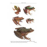 Amphibians of Cambodia - A Field Guide