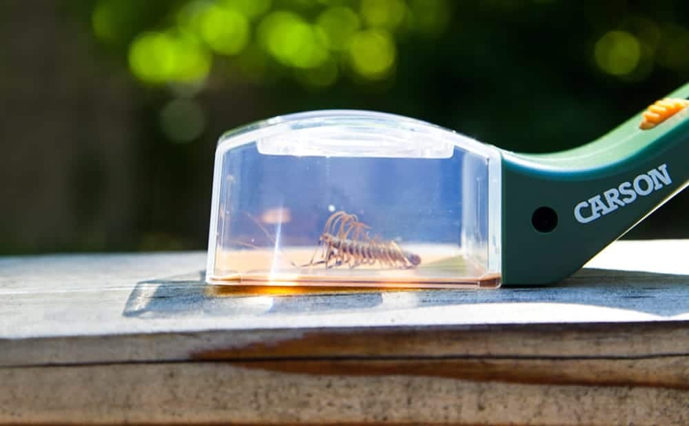 Carson Insectenvanger met vergrootglas