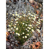 Taxonomic Revision of the genus Zyrphelis in South Africa (Strelitzia 45)