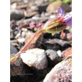 Taxonomic Revision of the genus Zyrphelis in South Africa (Strelitzia 45)